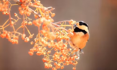 Người tuổi Mão sẽ gặp nhiều tài lộc trong ngày. Những mối quan hệ mà bạn xây dựng trong thời gian qua sẽ giúp bạn học hỏi được nhiều điều liên quan đến công việc. Tuy nhiên, đường tình cảm của bạn không thuận lợi và sẽ gặp một số trở ngại.