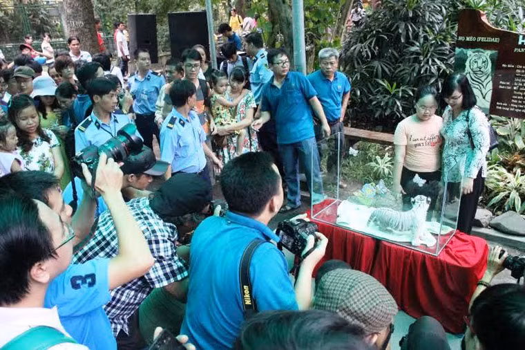 Hàng nghìn người vô cùng thích thú chứng kiến lễ đầy tháng 3 chú hổ đáng yêu.