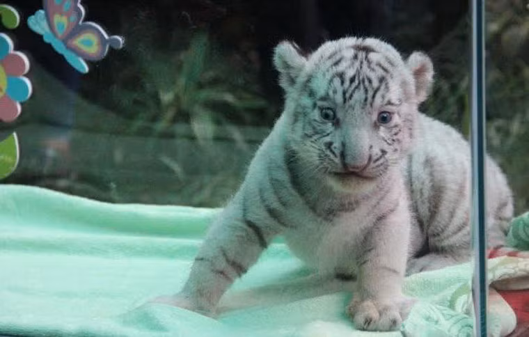 Được biết, khoảng 5 năm trước, Thảo Cầm Viên Sài Gòn nhập hổ bố (tên là Lem) và hổ mẹ (tên là Luốc) từ vườn thú Elmvale (Canada) về thuần dưỡng. Đây là loài hổ chỉ sống ở khu vực Bangaledesh, Ấn Độ, Bhutan, Trung Quốc, Nepal. Theo Quỹ bảo vệ động vật hoang dã (WWF), số lượng hổ từ năm 1900 đến 2013 giảm từ 100.000 xuống 3.200 con. 