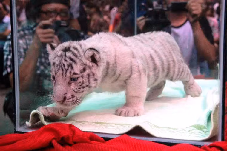 Hổ trắng con rất đáng yêu.