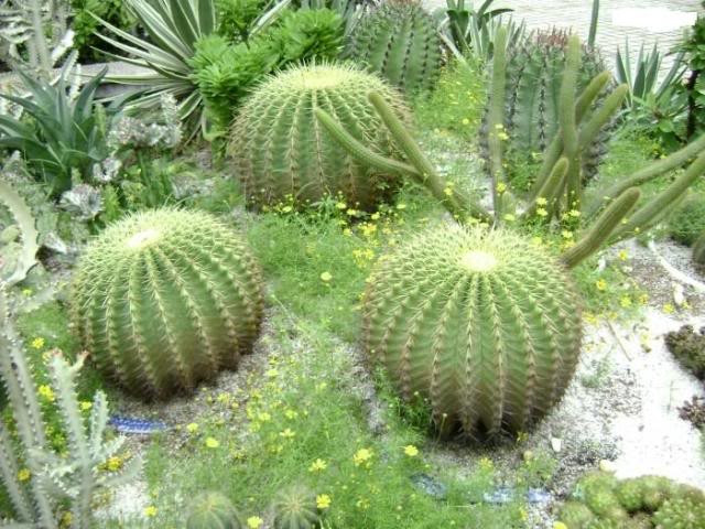  Bài trí nhiều chậu cây cảnh có gai: Sử dụng cây xanh, chậu hoa cảnh bài trí trong nhà là một trong những biện pháp hữu hiệu mang thiên nhiên vào không gian sống. Nó không những tạo ra nét đẹp thẩm mĩ mà còn giúp thanh lọc không khí trong nhà. Nhưng lưu ý, khi lựa chọn cây cảnh đặt trong nhà, nên tránh những loài cây có nhiều gai như xương rồng… tránh gây sát thương, ảnh hưởng sức khỏe. Mặt khác, những mũi gai sắc nhọn dễ hút từ trường xấu, khiến người trong nhà bất hòa, thường xuyên cãi vã, tình cảm rạn nứt.