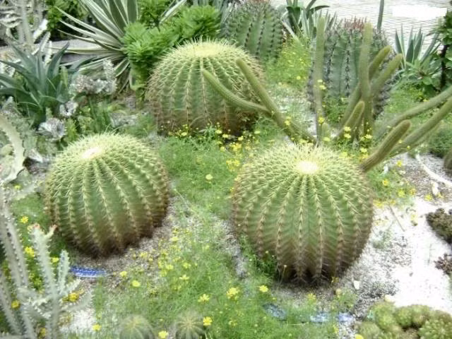  Bài trí nhiều chậu cây cảnh có gai: Sử dụng cây xanh, chậu hoa cảnh bài trí trong nhà là một trong những biện pháp hữu hiệu mang thiên nhiên vào không gian sống. Nó không những tạo ra nét đẹp thẩm mĩ mà còn giúp thanh lọc không khí trong nhà. Nhưng lưu ý, khi lựa chọn cây cảnh đặt trong nhà, nên tránh những loài cây có nhiều gai như xương rồng… tránh gây sát thương, ảnh hưởng sức khỏe. Mặt khác, những mũi gai sắc nhọn dễ hút từ trường xấu, khiến người trong nhà bất hòa, thường xuyên cãi vã, tình cảm rạn nứt.