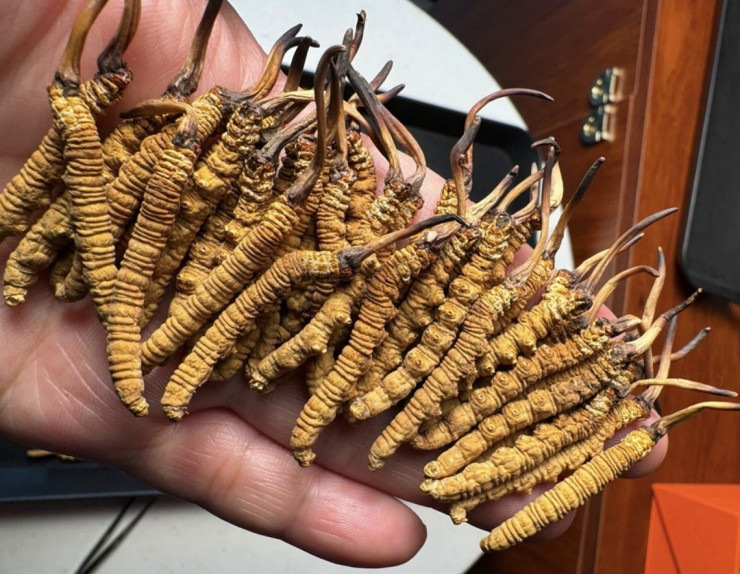 “Sâu cỏ” có giá siêu đắt đỏ liên tục cháy hàng ở chợ Việt “Sau co” co gia sieu dat do lien tuc chay hang o cho Viet