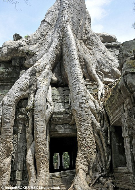 Cây Kapok phát triển ở khu di tích đền Preah Khan ở Angkor, Campuchia tạo nên lối vào vô cùng độc đáo tại di tích lịch sử này.