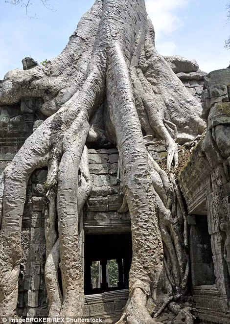 Cây Kapok phát triển ở khu di tích đền Preah Khan ở Angkor, Campuchia tạo nên lối vào vô cùng độc đáo tại di tích lịch sử này.