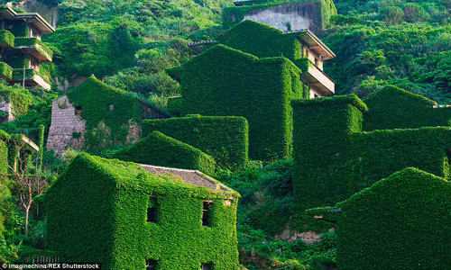 Nhiếp ảnh gia nghiệp dư Qing Jian đã chụp được những bức ảnh tuyệt đẹp tại làng chài bị lãng quên trên với những ngôi nhà phủ đầy cây xanh tuyệt đẹp.