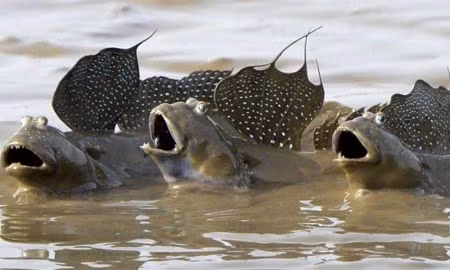 Cá thòi lòi (mudskipper) là một trong những sinh vật kỳ lạ và độc đáo nhất được phát hiện tại Thái Lan. Chúng có thể ở trên cạn rất lâu cũng như có thể trèo cây nhờ khả năng hô hấp đặc biệt.