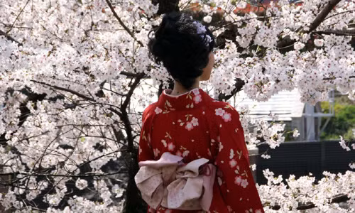 Thành phố Kyoto tràn ngập vẻ đẹp hoa anh đào ở các đường phố, công viên...