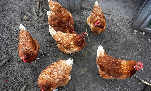 Dong vat co the tien doan duoc dong dat?