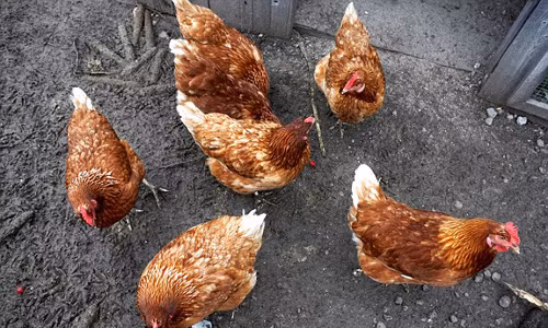 Dong vat co the tien doan duoc dong dat?