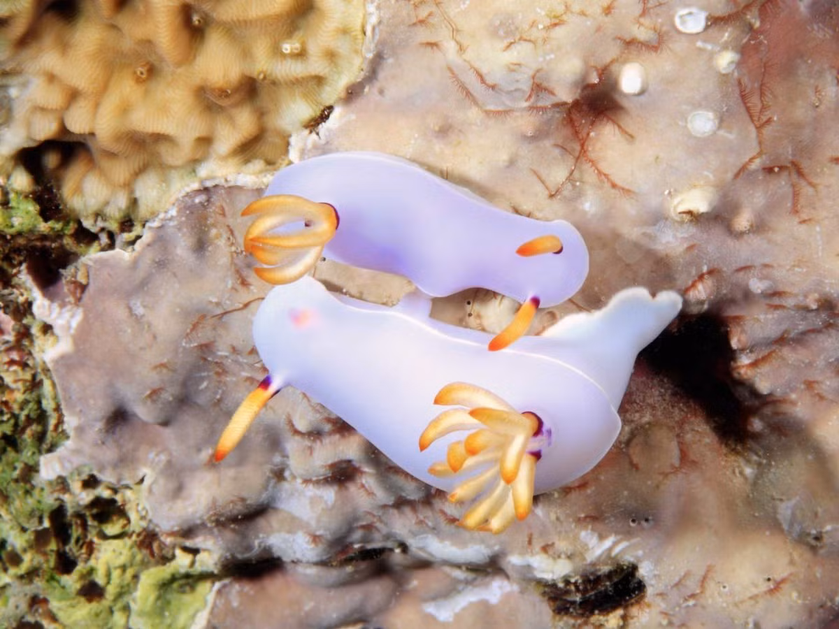 Quần đảo Solomon đứng ở vị trí thứ tư trong danh sách trên. Quần đảo này gồm hàng trăm hòn đảo ở ngoài khơi Papua New Guinea. Đảo Tetepare là một trong những nơi tuyệt vời nhất mà bạn không nên bỏ qua.