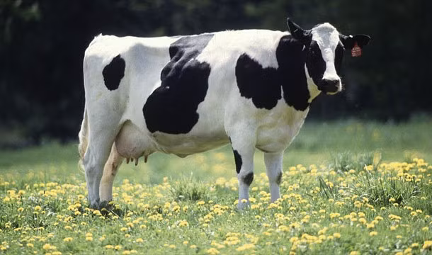 Joao Maria de Souza - người đàn ông Brazil chết năm 2013 sau khi một con bò rơi từ mái nhà và đè chết ông.