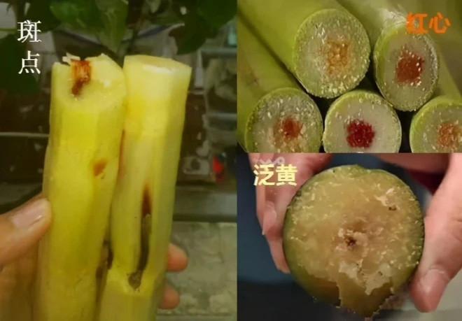 Hóa ra độc tố được đề cập đến ở đây không phải bản thân cây mía mà là do cách bảo quản. Nếu bảo quản không đúng cách, mía dễ bị "lòng đỏ" hay "tim đen", mốc và đổi màu.