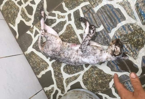 ENV khẳng định, cá thể động vật hoang dã bị giết hại đăng trên facebook cá nhân của ông Cường là mèo rừng, một loài thuộc nhóm động vật hoang dã nguy cấp, quý hiếm, quy định tại Nghị định 06/2019 của Chính phủ.