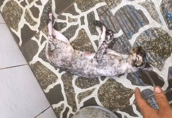 ENV khẳng định, cá thể động vật hoang dã bị giết hại đăng trên facebook cá nhân của ông Cường là mèo rừng, một loài thuộc nhóm động vật hoang dã nguy cấp, quý hiếm, quy định tại Nghị định 06/2019 của Chính phủ.