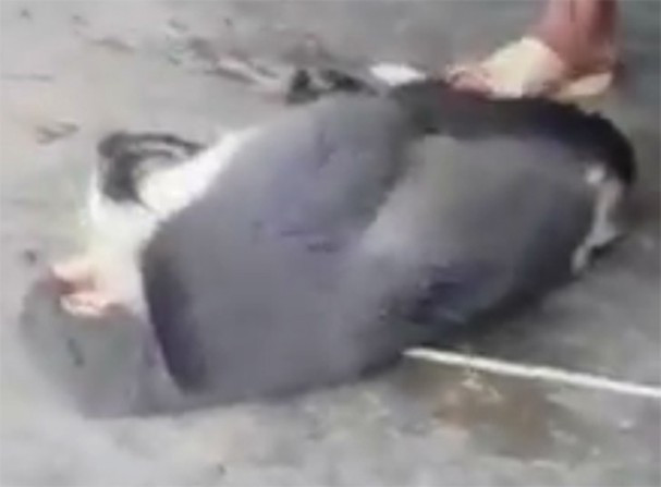 Sau đó, đại diện UBND xã Song Pe (Bắc Yên, Sơn La) xác nhận, nam thanh niên quay clip giết thịt khỉ rồi đăng lên facebook gây phẫn nộ là Đinh Văn Tăm, trú tại bản Ngậm (xã Song Pe, Bắc Yên, Sơn La). Ngày 16/11/2018, Công an huyện đã gọi Đinh Văn Tăm lên làm việc. Video: Truy tìm người giết khỉ ăn óc khoe facebook gây phẫn nộ (Nguồn VTC14)