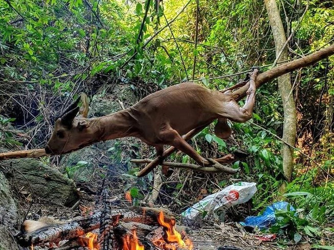  TBT tạp chí Sông Hương gặp rắc rối vì bị nghi giết động vật hoang dã: Ngày 3/5/2020, ông Lê Vĩnh Thái, Tổng Biên tập tạp chí Sông Hương (thuộc Liên hiệp Các hội văn học nghệ thuật tỉnh Thừa Thiên-Huế), đã lên tiếng về thông tin nghi vấn ông đã giết hại động vật quý hiếm để ăn nhậu giữa rừng. Tuy nhiên ông Thái phủ nhận và cho biết đó chỉ là con dê. Mặc dù vậy, hành động của ông đã bị dư luận phản ứng gay gắt.