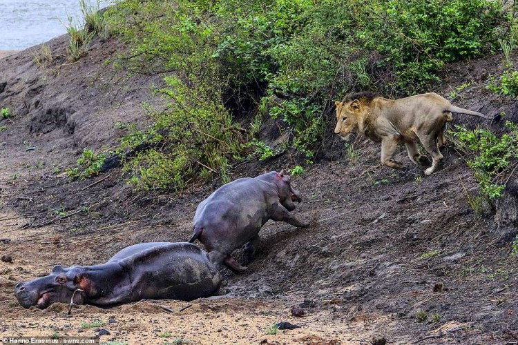 Cuối cùng, sư tử đực bỏ đi, thế nhưng hà mã mẹ vẫn chết do mất nước không lâu sau đó. Về phần hà mã con, do chưa đủ trưởng thành để tự kiếm ăn, nó cũng đi theo mẹ mình chỉ sau hai ngày do cùng nguyên nhân.