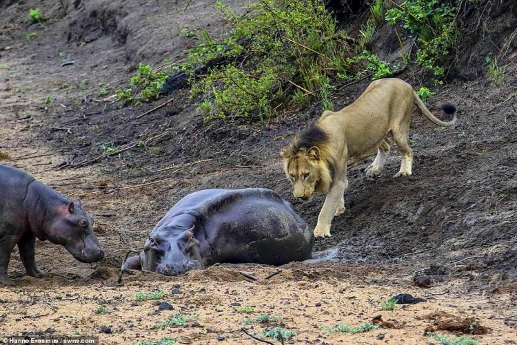Nhận thấy cơ hội tốt, sư tử đực tiến tới và định tấn công hà mã. Thế nhưng, bất cứ khi nào sư tử hành động, hà mã con lại xông lên phía trước, dùng hết sức để xua đuổi kẻ thù.