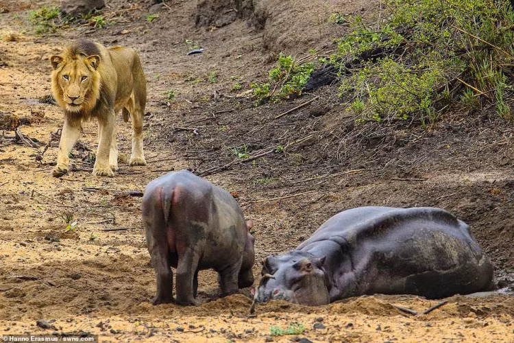 Thế nhưng, trường hợp hà mã trưởng thành không may mắc kẹt trong vũng bùn lầy, không thoát ra được lại là cơ hội không thể bỏ qua với sư tử. Trong ảnh, có thể thấy con hà mã mẹ đang rất suy yếu và hấp hối chờ chết.