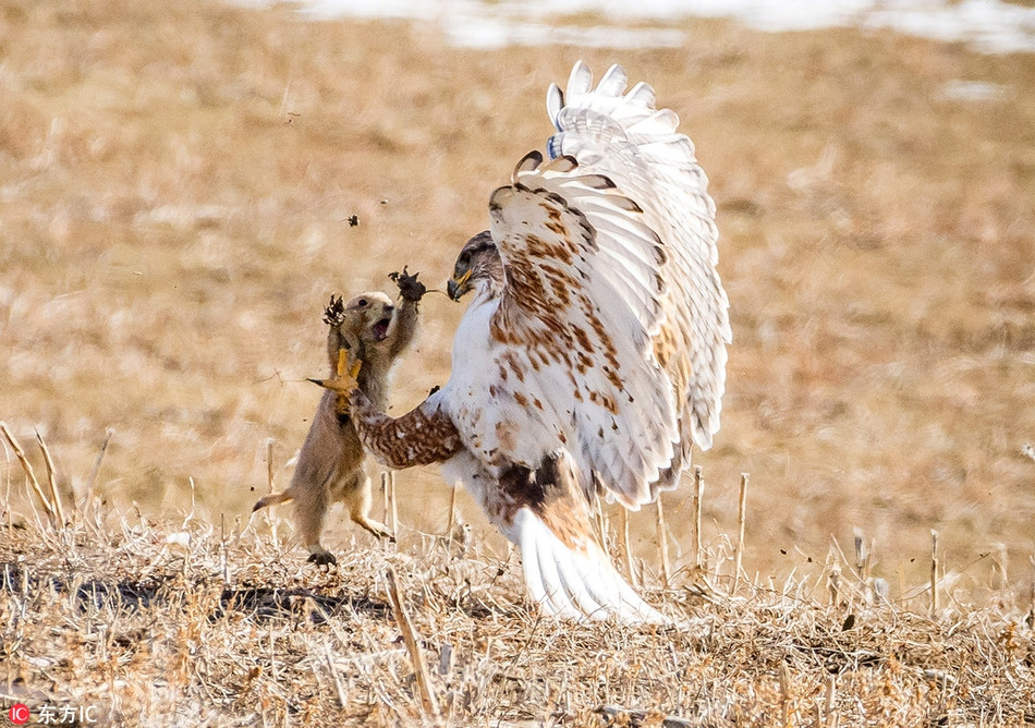 An tuong soc macmot quat cuong chien dau chim o