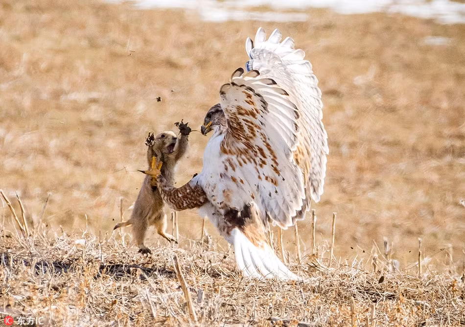 An tuong soc macmot quat cuong chien dau chim o