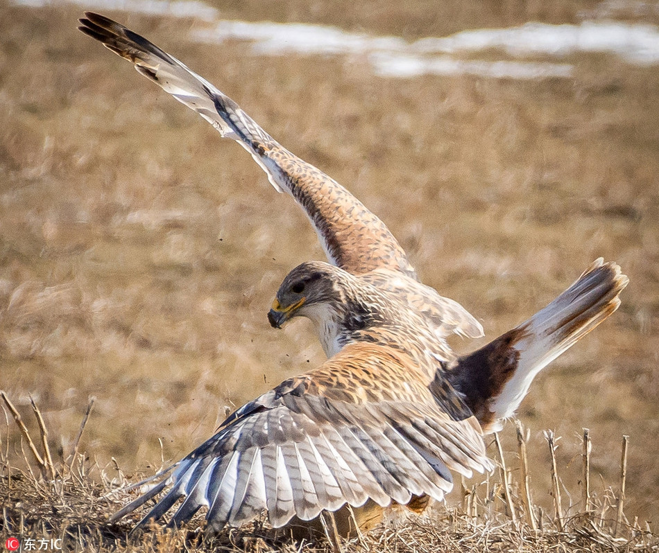 An tuong soc macmot quat cuong chien dau chim o-Hinh-2