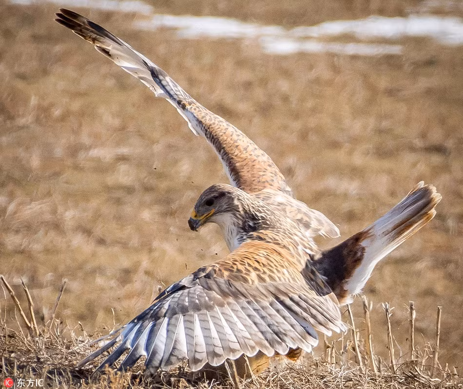 An tuong soc macmot quat cuong chien dau chim o-Hinh-2
