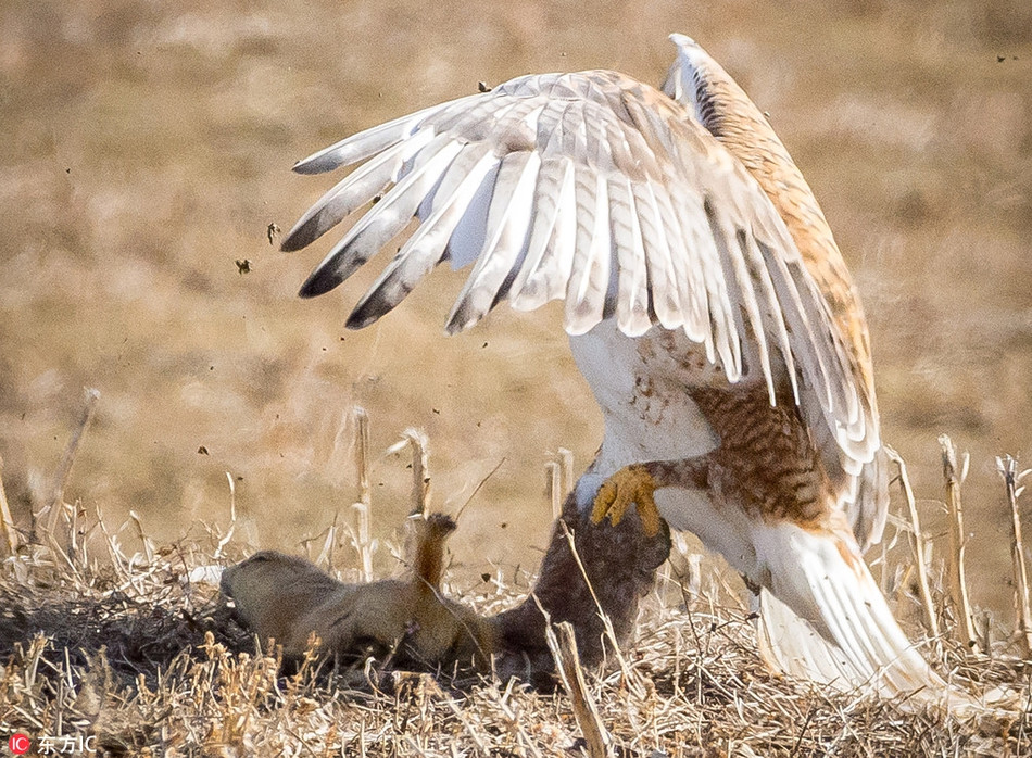 An tuong soc macmot quat cuong chien dau chim o-Hinh-3