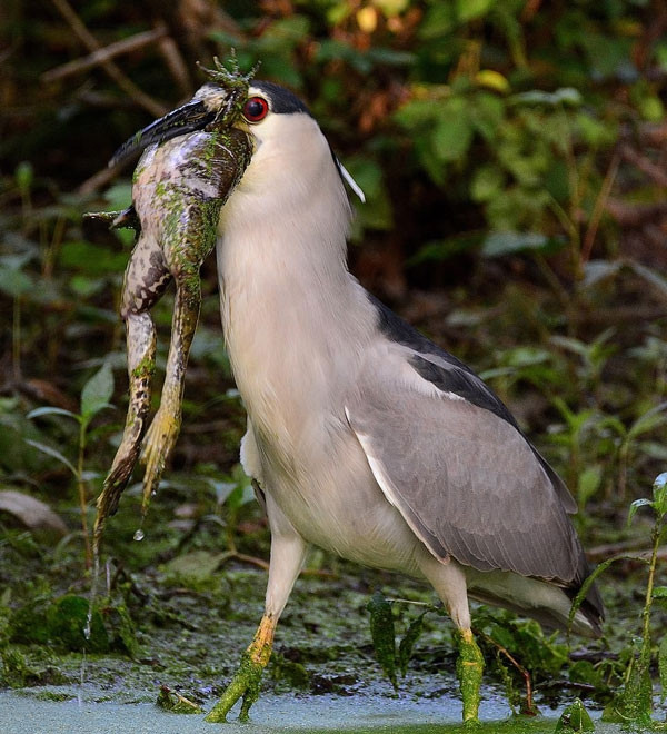 Ron nguoi khoanh khac diec dem giet chet ech-Hinh-2