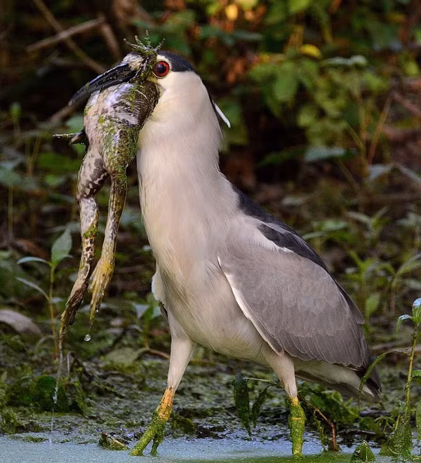 Ron nguoi khoanh khac diec dem giet chet ech-Hinh-2
