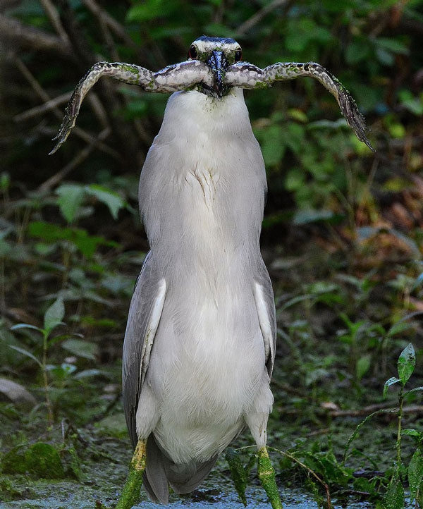 Ron nguoi khoanh khac diec dem giet chet ech-Hinh-3