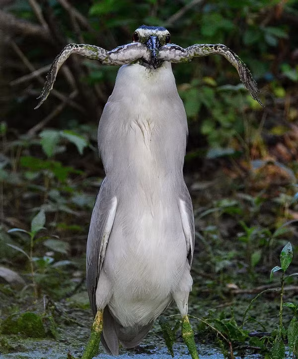 Ron nguoi khoanh khac diec dem giet chet ech-Hinh-3