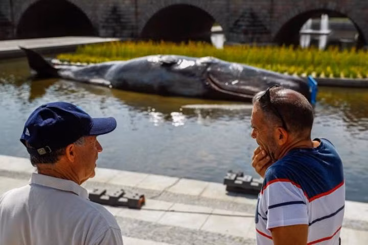 Ca voi mac can tren song va su thuc nhieu nguoi choang vang-Hinh-3