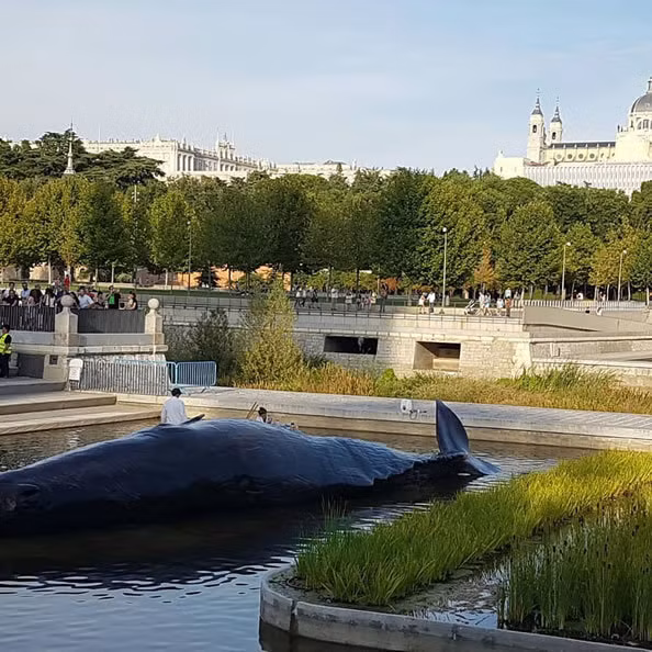 Ca voi mac can tren song va su thuc nhieu nguoi choang vang-Hinh-4