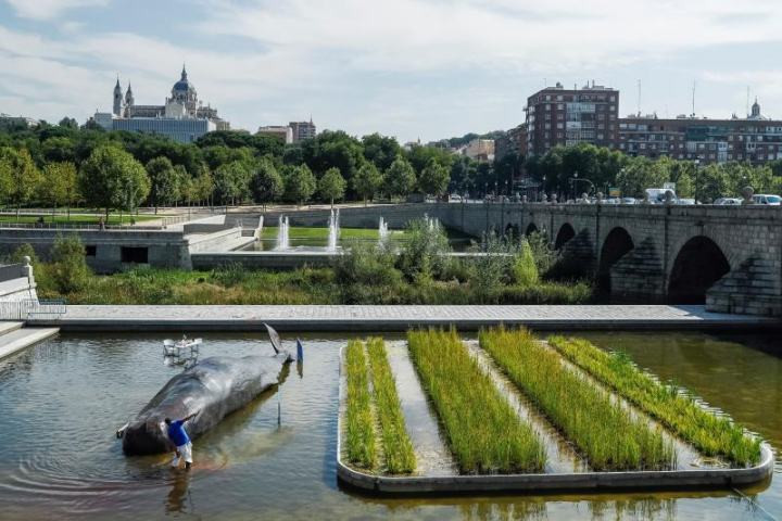 Ca voi mac can tren song va su thuc nhieu nguoi choang vang-Hinh-2