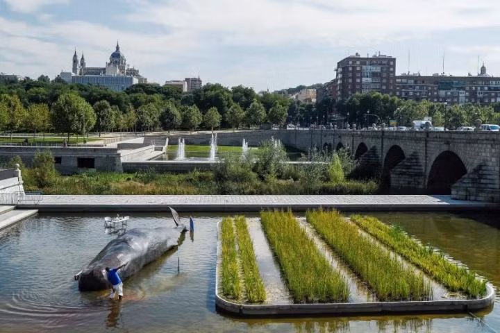 Ca voi mac can tren song va su thuc nhieu nguoi choang vang-Hinh-2