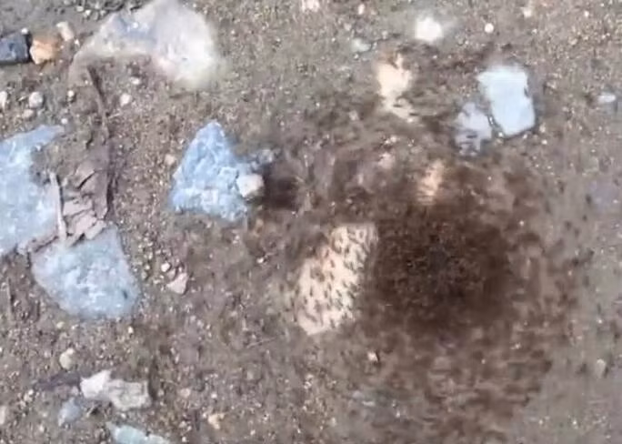 Vong tron chet choc khien kien tho di den chet vi kiet suc-Hinh-2