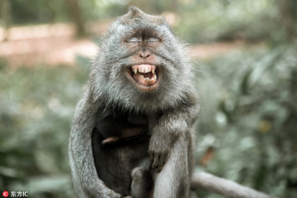 Nhận ra mình đang được chụp ảnh, con khỉ này đã cố tình làm mặt xấu, nhắm tịt hai mắt, khoe trọn hàm răng và điệu cười nhăn nhở.