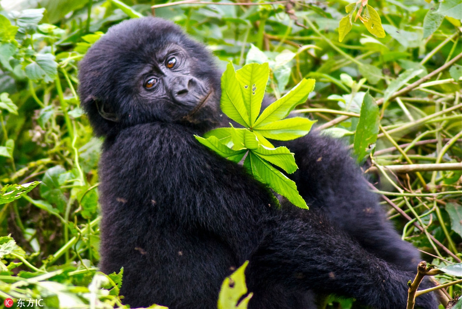 Con đười ươi đáng yêu này không hề ngại ngần khi bày ra tư thế gợi cảm trước ống kính máy ảnh. Tác phong của nó chuyên nghiệp không kém gì những người mẫu lâu năm. Đôi mắt kiêu ngạo, tư thế gợi cảm nó khiến mọi người không thể không bật cười vui vẻ.