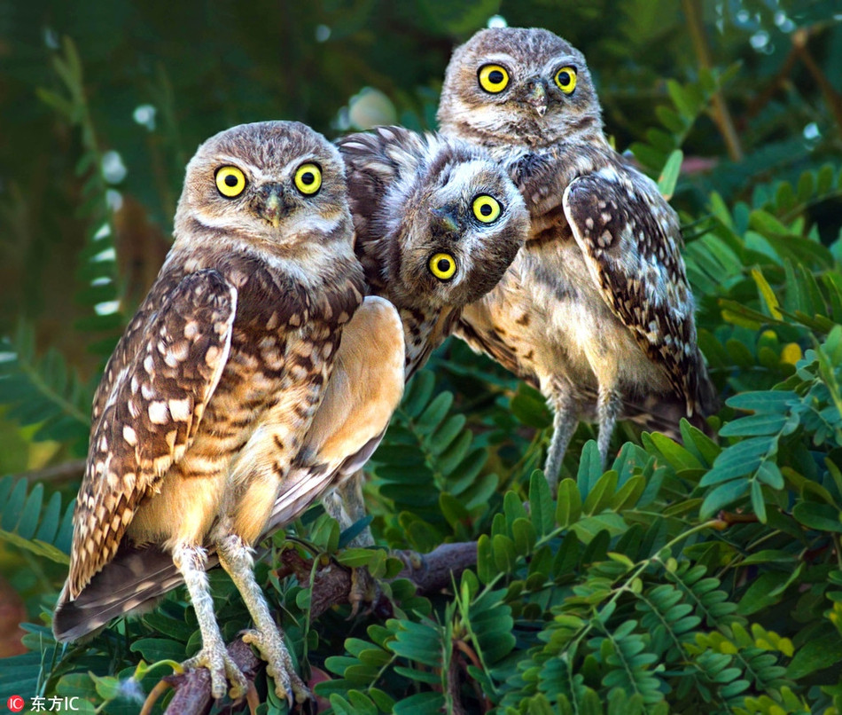 Khi được chụp ảnh, con cú đứng giữa đã cố tình nghiêng đầu để trở nên nổi bật nhất.