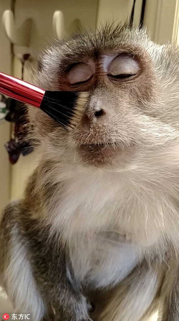 Con khỉ này được gọi là Angle, sống ở Ohio cùng chủ nhân Teresa Bullock của mình. Mỗi khi phấn khích, nó sẽ được chủ nhân dùng cọ trang điểm giúp chải chuốt khuôn mặt. Và khi được chủ nhân chiều chuộng, Angle vô cùng tận hưởng, khuôn mặt nó như một ngôi sao nổi tiếng đang nhắm mắt để các nhân viên trang điểm làm đẹp cho mình.