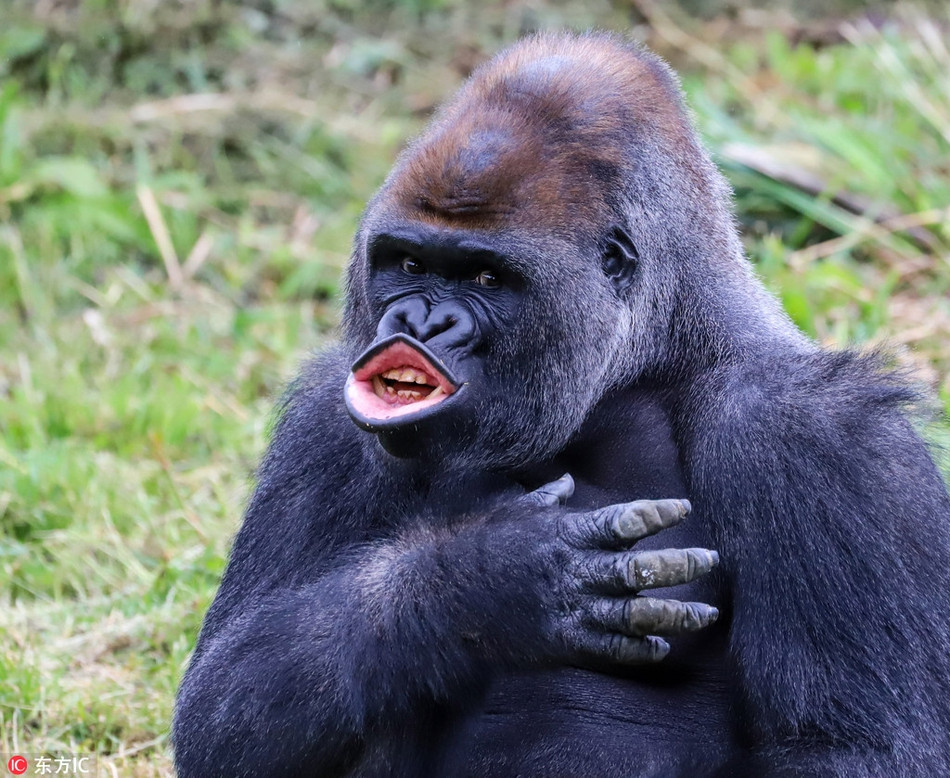 Con khỉ đột này có biểu cảm vô cùng giống người, thái độ của nó như đang thuyết trình một vấn đề đó cực kỳ nghiêm túc và chuẩn bị nói lên lời thề của chính mình.