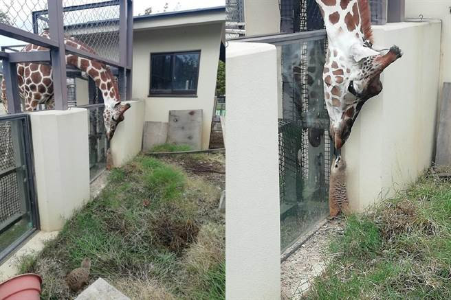 La ky tinh yeu ngot lim giua huou cao co va cay meerkat