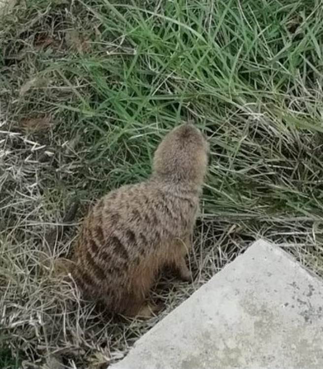 La ky tinh yeu ngot lim giua huou cao co va cay meerkat-Hinh-2