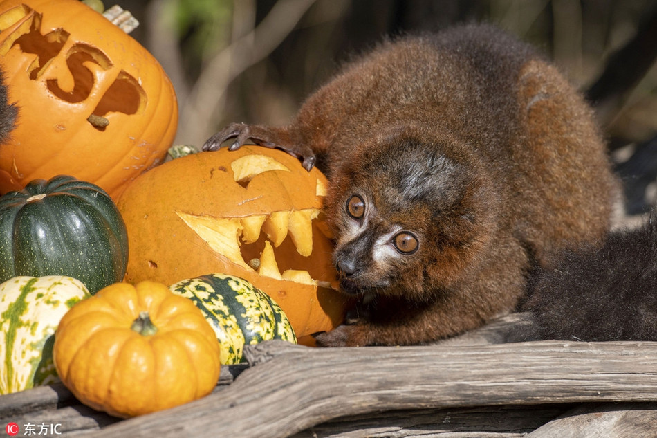 Một trong những vật trang trí không thể thiếu trong lễ hội là những quả bí ngô Halloween được đục, đẽo cẩn thận với đủ mọi hình khuôn mặt khác nhau.
