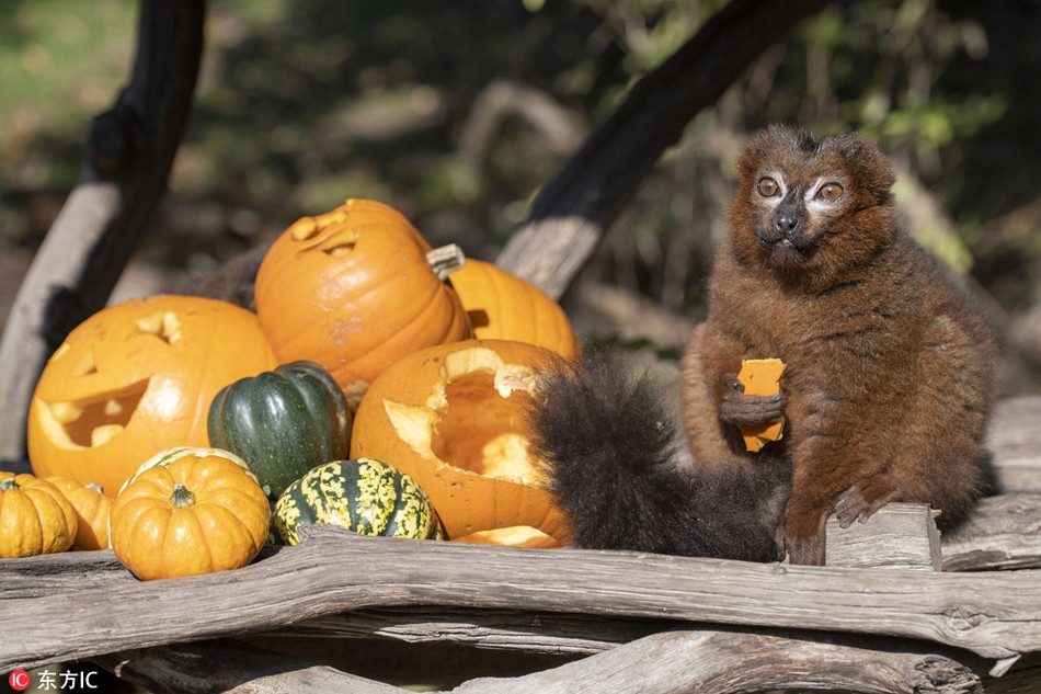 Năm nay, sự kiện Spooky Spectacular, sự kiện phục vụ lễ hội Halloween kéo dài một tháng được tổ chức tại West Midland Safari &amp; Leisure Park, Anh đã thu hút sự chú ý rất lớn của dư luận nhờ mạnh tay trang trí.