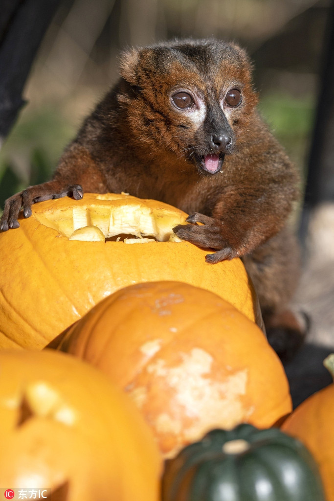 Một con vượn cáo vô cùng vui vẻ khi được ăn thỏa thích những quả bí ngô tươi ngon, vàng óng, đón Halloween. Mời quý vị xem video: Hào hứng cuộc diễu hành Halloween ở Nhật Bản. Nguồn video: VTC14