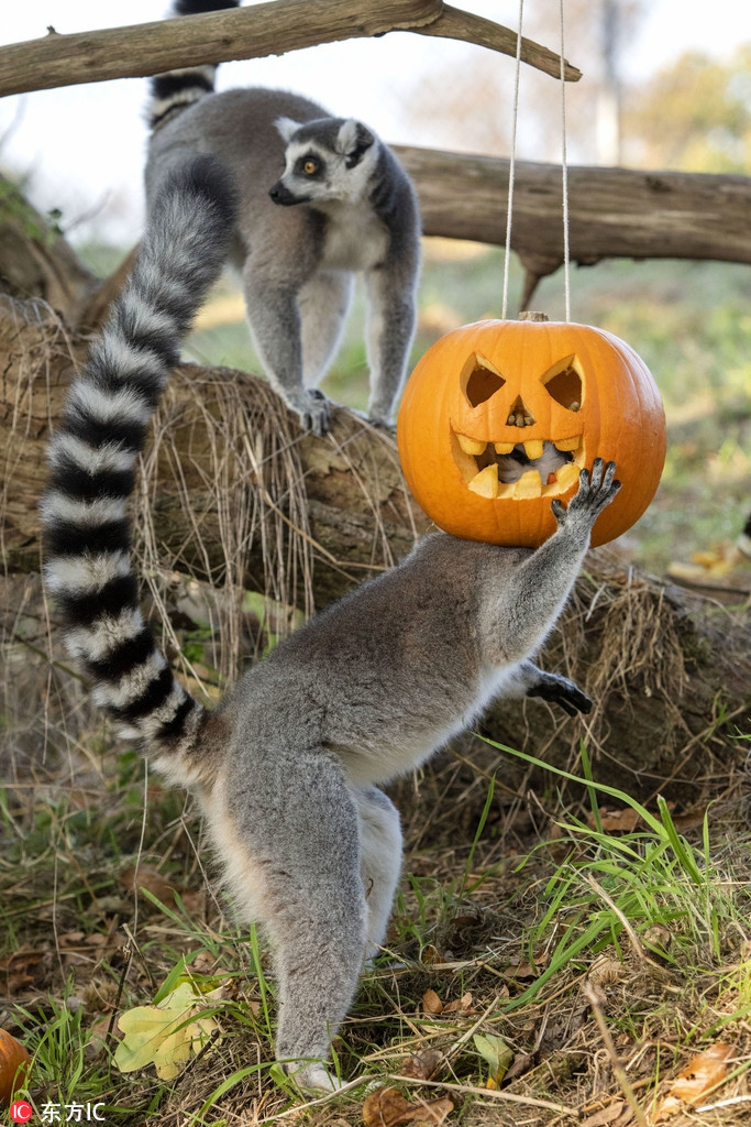 Đối với vượn cáo, bí ngô là món ăn ưa thích của nó. Có thể thấy qua những hình ảnh, vượn cáo vô cùng vui mừng khi nhìn thấy những quả bí ngô.