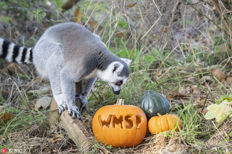 Có những con vượn cáo nghịch ngợm trước khi ăn uống thoải mái còn lấy những quả bí ngô làm mũ.